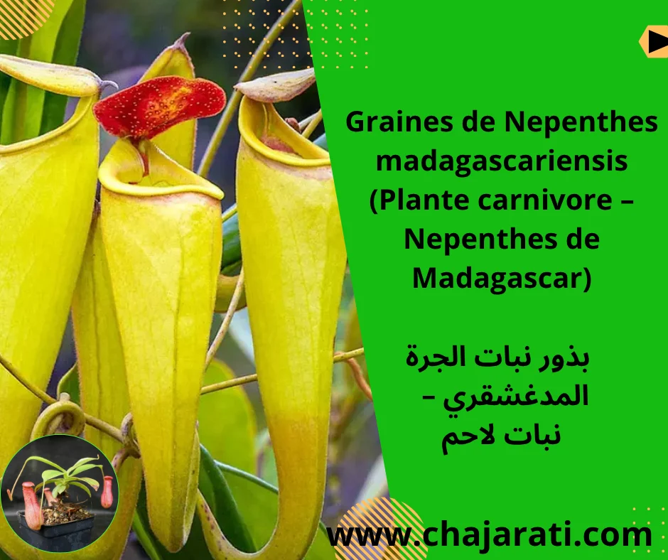 Graines de Nepenthes madagascariensis  (Plante carnivore – Nepenthes de Madagascar) – بذور نبات الجرة المدغشقري – نبات لاحم