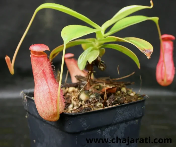 Graines de Nepenthes madagascariensis (Plante carnivore – Nepenthes de Madagascar) - بذور نبات الجرة المدغشقري – نبات لاحم