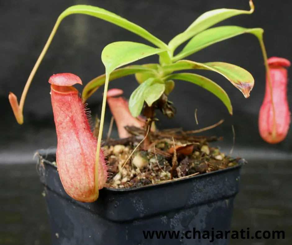 Graines de Nepenthes madagascariensis  (Plante carnivore – Nepenthes de Madagascar) – بذور نبات الجرة المدغشقري – نبات لاحم