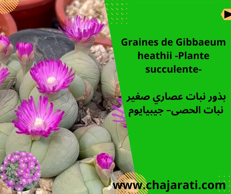 Graines de Gibbaeum heathii -Plante succulente-