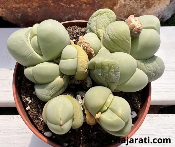 Graines de Gibbaeum heathii -Plante succulente- بذور نبات عصاري صغير - نبات الحصى– جيبيايوم