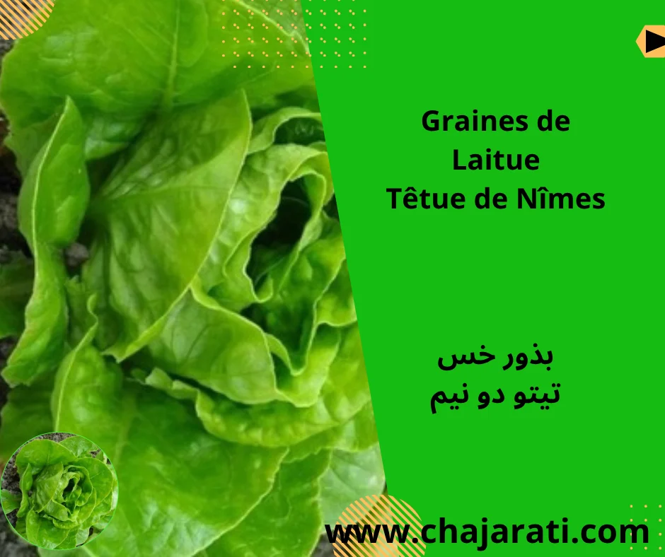 Graines de Laitue Têtue de Nîmes – بذور خس تيتو دو نيم