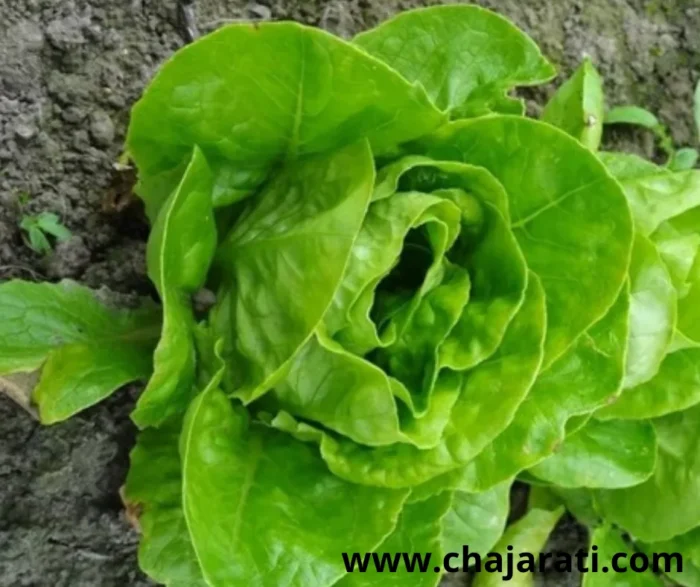 Graines de Laitue Têtue de Nîmes - بذور خس تيتو دو نيم