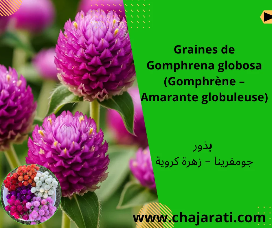 Graines de Gomphrena globosa (Gomphrène – Amarante globuleuse)