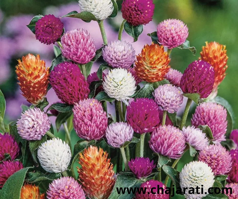 40 Graines de Gomphrena globosa (Gomphrène – Amarante globuleuse) –  بذور  جومفرينا – زهرة كروية –