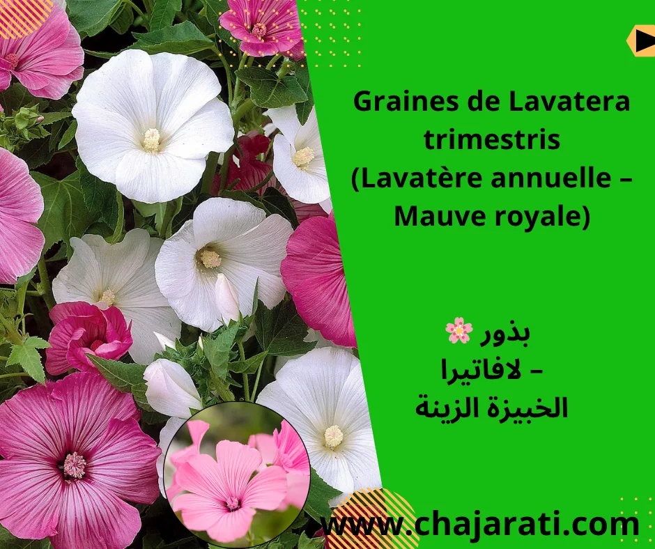 Graines de Lavatera trimestris (Lavatère annuelle – Mauve royale)