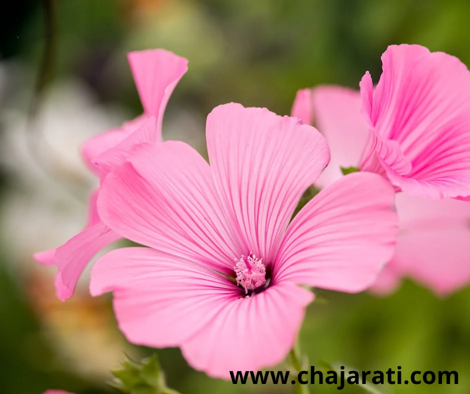 +/- 280 Graines de Lavatera trimestris (Lavatère annuelle – Mauve royale) –