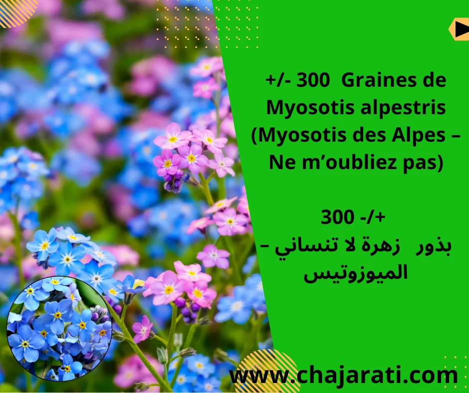 Graines de Myosotis alpestris  (Myosotis des Alpes – Ne m’oubliez pas)