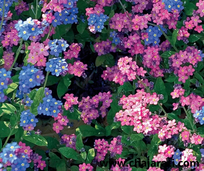 +/- 300 Graines de Myosotis alpestris (Myosotis des Alpes – Ne m’oubliez pas) - بذور زهرة لا تنساني – الميوزوتيس