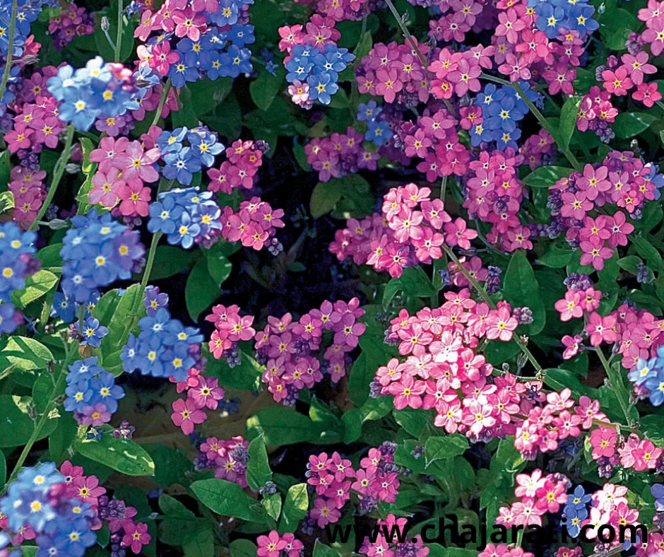 +/- 300 Graines de Myosotis alpestris  (Myosotis des Alpes – Ne m’oubliez pas) – بذور   زهرة لا تنساني – الميوزوتيس