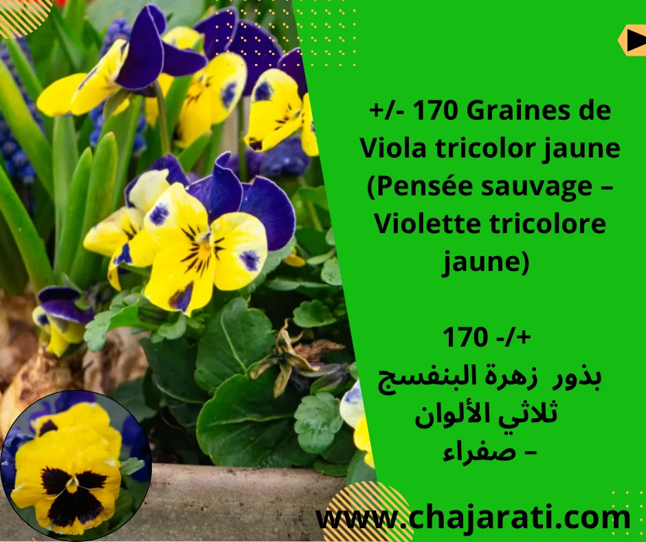 +/- 170 Graines de Viola tricolor jaune  (Pensée sauvage – Violette tricolore jaune)