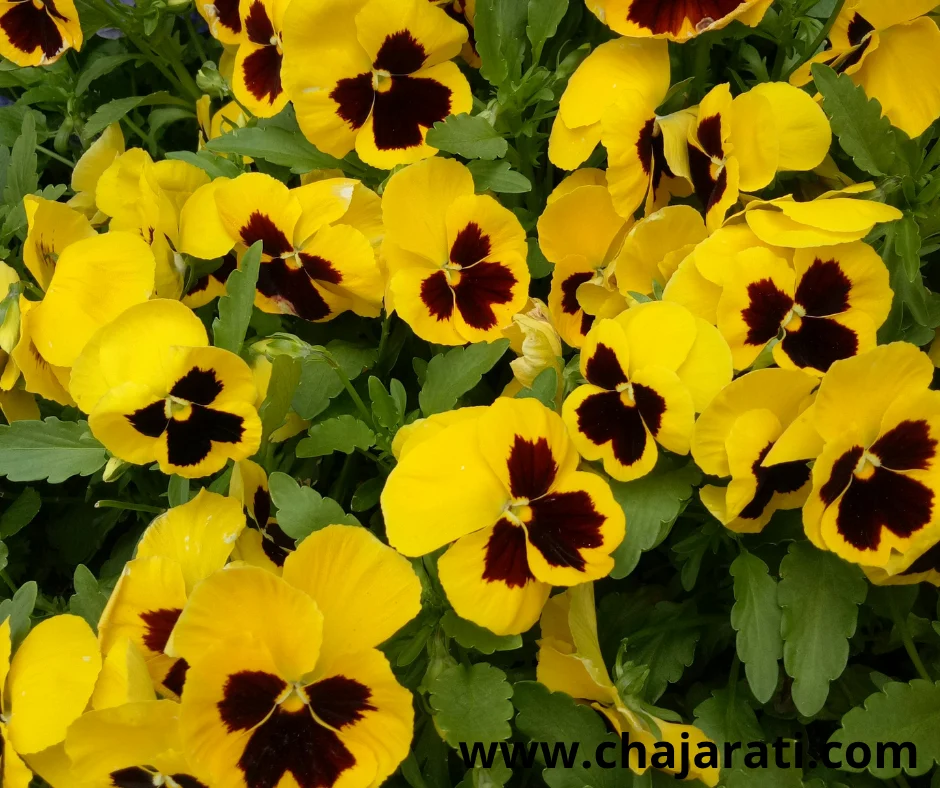 Graines de Viola tricolor jaune  (Pensée sauvage – Violette tricolore jaune)-