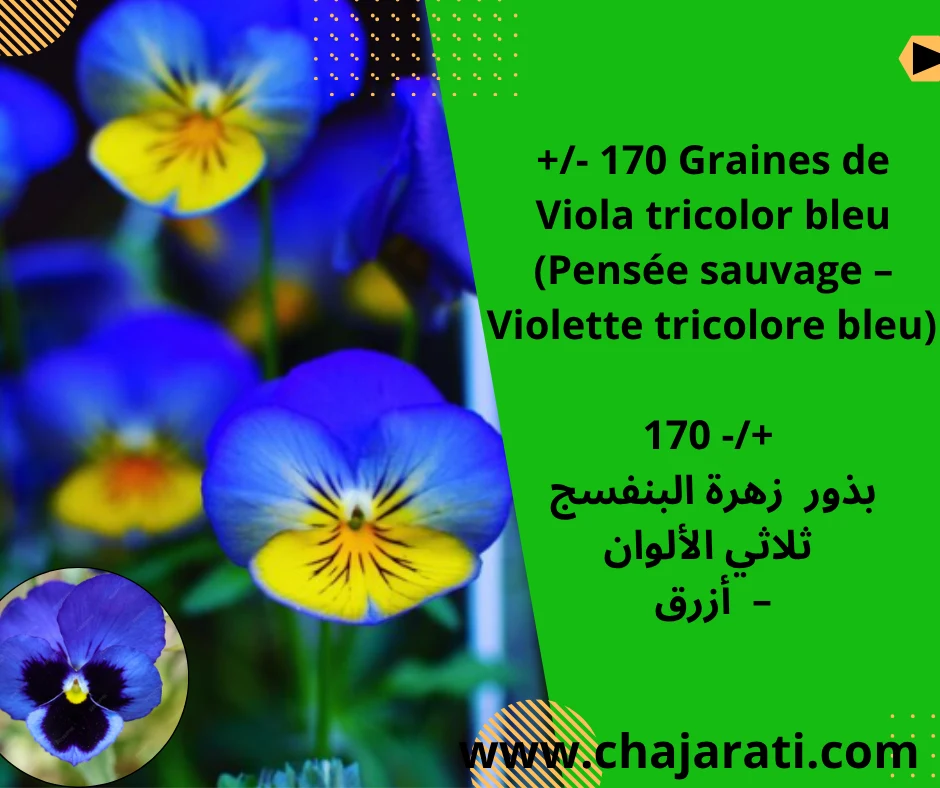 +/- 170 Graines de Viola tricolor bleu (Pensée sauvage – Violette tricolore bleu)