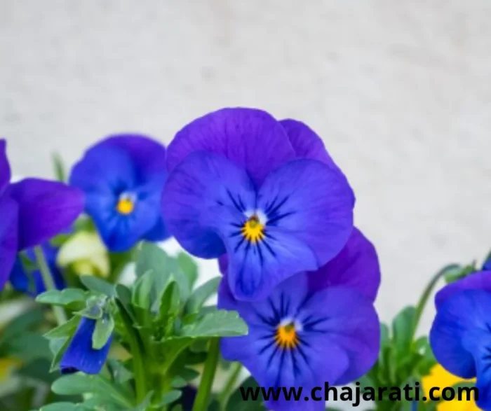 Graines de Viola tricolor bleu (Pensée sauvage – Violette tricolore bleue)