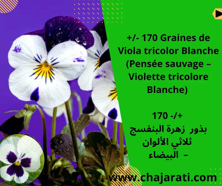 Graines de Viola tricolor blanche  (Pensée sauvage – Violette tricolore blanche) –  بذور  زهرة البنفسج ثلاثي الألوان البيضاء