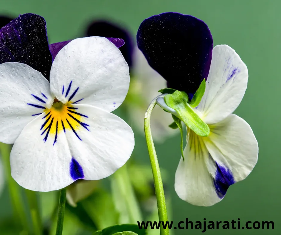 Graines de Viola tricolor blanche  (Pensée sauvage – Violette tricolore blanche) –  بذور  زهرة البنفسج ثلاثي الألوان البيضاء