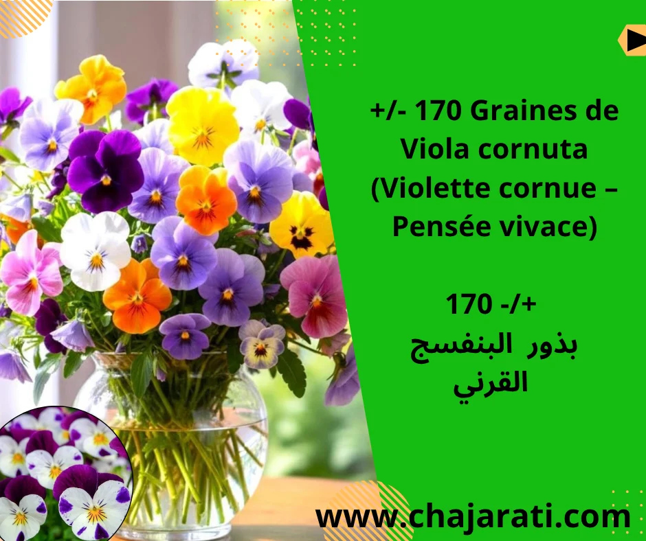 Graines de Viola cornuta  (Violette cornue – Pensée vivace) – بذور  البنفسج القرني