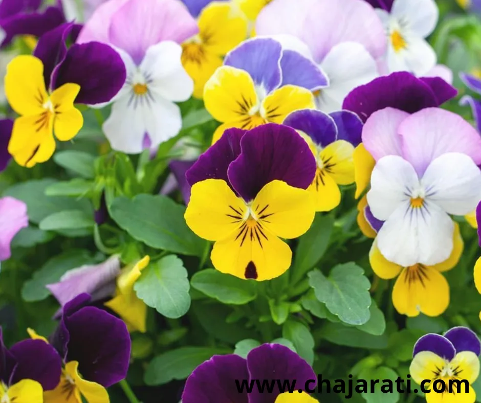 Graines de Viola cornuta  (Violette cornue – Pensée vivace) – بذور  البنفسج القرني
