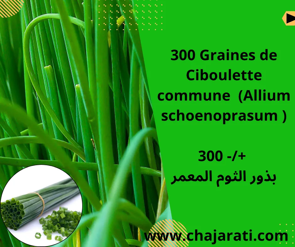 Graines de Ciboulette commune  (Allium schoenoprasum ) –