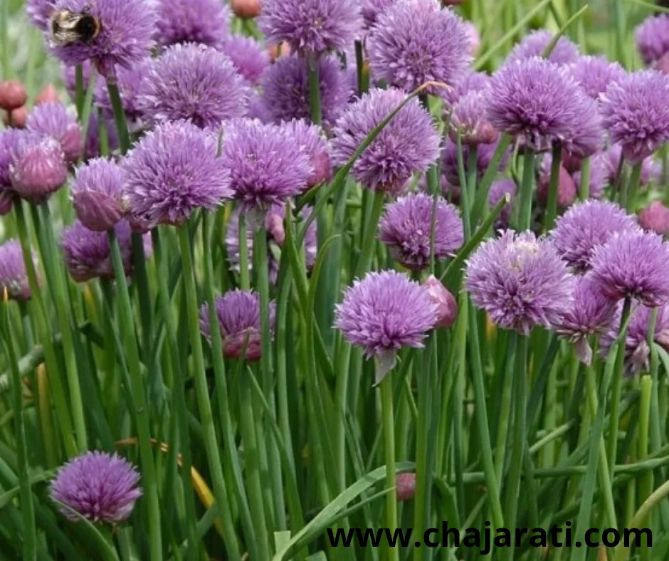 Graines de Ciboulette commune  (Allium schoenoprasum ) – بذور الثوم المعمر