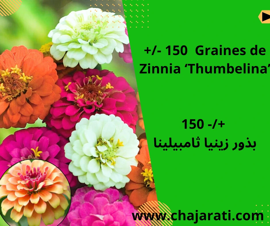 Graines de Zinnia ‘Thumbelina’  (Zinnia elegans – variété naine compacte) – بذور زينيا ثامبيلينا