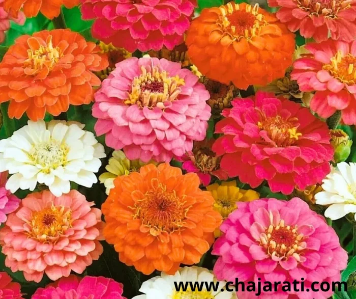 Graines de Zinnia ‘Thumbelina’ (Zinnia elegans – variété naine compacte) - بذور زينيا ثامبيلينا