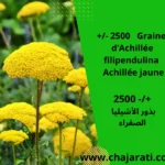 Graines d’Achillée filipendulina (Achillea filipendulina – Achillée jaune) - بذور الأشيليا الصفراء