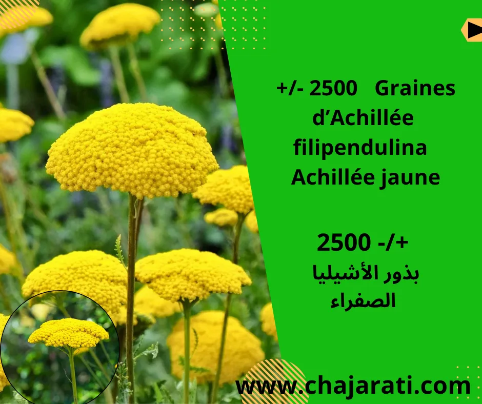 Graines d’Achillée filipendulina  (Achillea filipendulina – Achillée jaune)