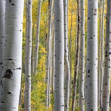 Graines de Betula pendula (Bouleau de Mandchourie – Bouleau argenté) – بذور البتولا – شجرة البتولا الفضية