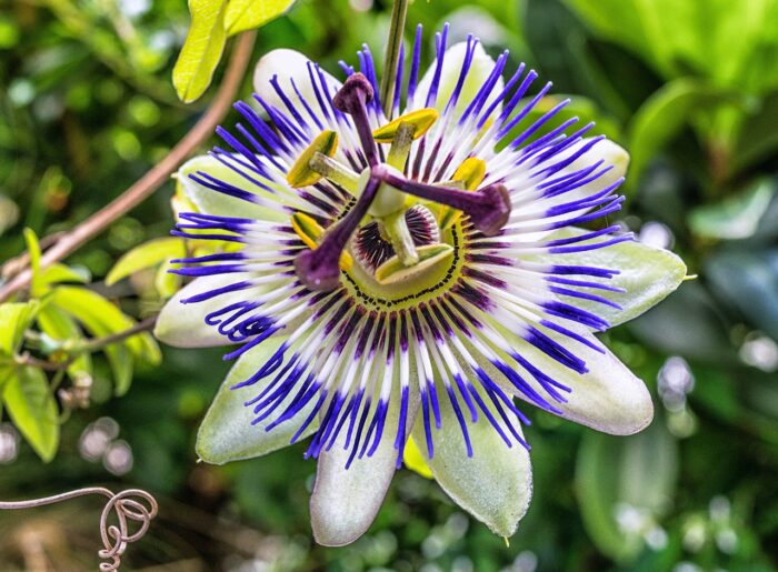 Graines de Passiflora ligularis (Grenadille – Fruit de la passion doux) – بذور الغرناديلا - فاكهة العاطفة الحلوة