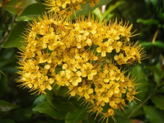 Graines de Thaleropia queenslandica (Tulipwood – Bois tulipe d’Australie) -بذور شجرة التوليبوود – خشب الزينة