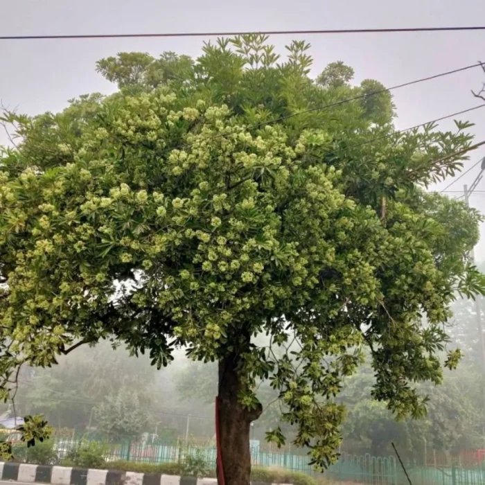 Graines de Alstonia scholaris (Arbre à lait – Alstonia) - بذور ألستونيا – شجرة الظل الاستوائية