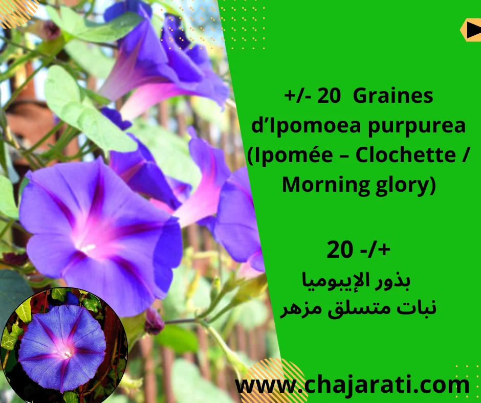 20 Graines d’Ipomoea purpurea  (Ipomée – Clochette / Morning glory) – بذور الإيبوميا