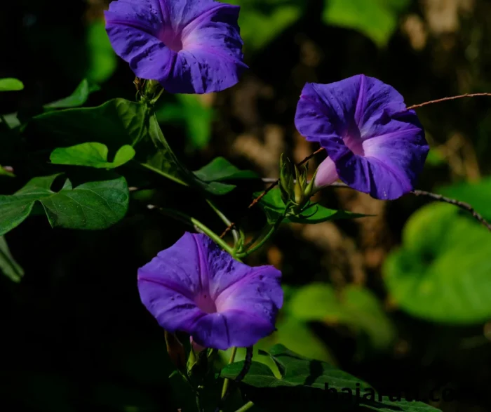 20 Graines d’Ipomoea purpurea (Ipomée – Clochette / Morning glory) - بذور الإيبوميا