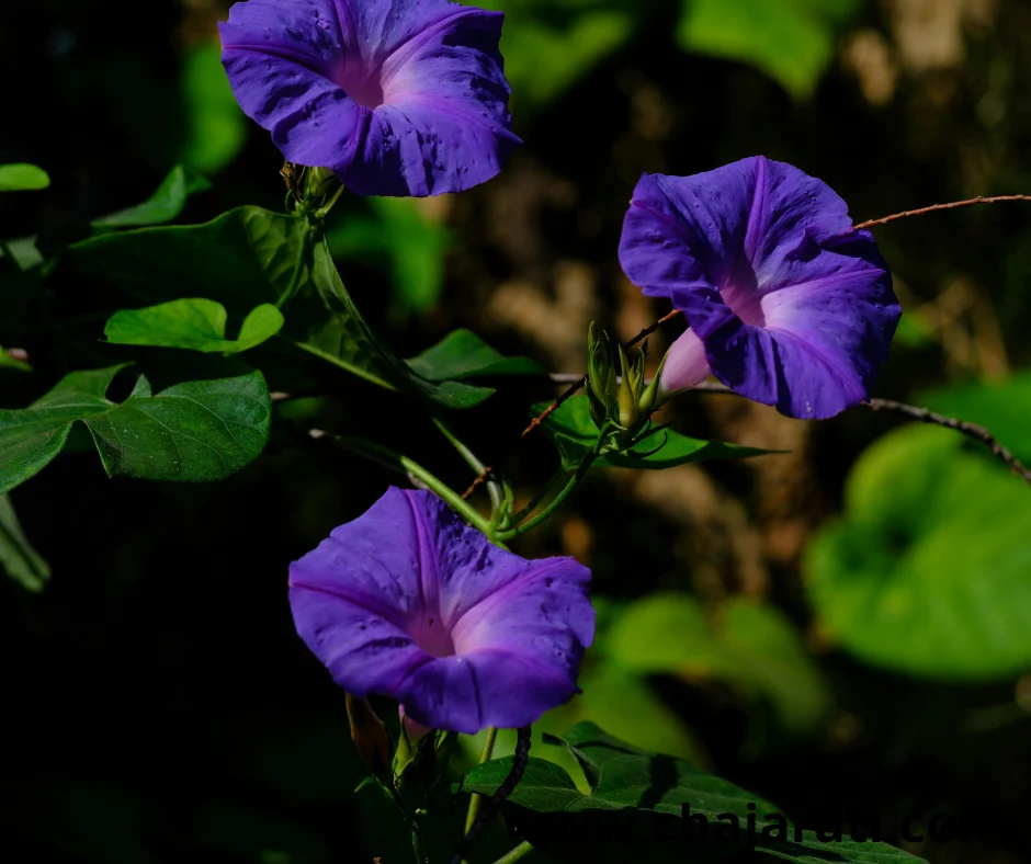 20 Graines d’Ipomoea purpurea  (Ipomée – Clochette / Morning glory) – بذور الإيبوميا