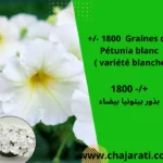 1800 Graines de Pétunia blanc ( variété blanche) - بذور بيتونيا بيضاء