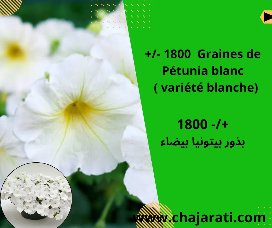 1800  Graines de Pétunia blanc  ( variété blanche) – بذور بيتونيا بيضاء