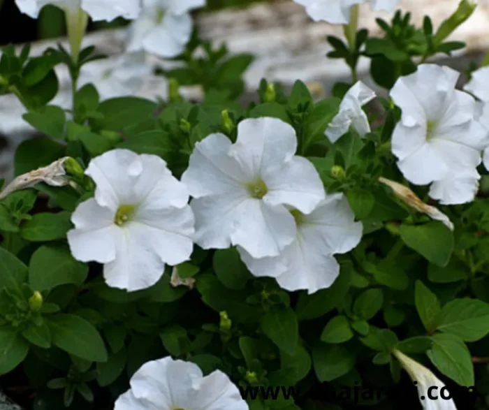 1800 Graines de Pétunia blanc ( variété blanche) - بذور بيتونيا بيضاء