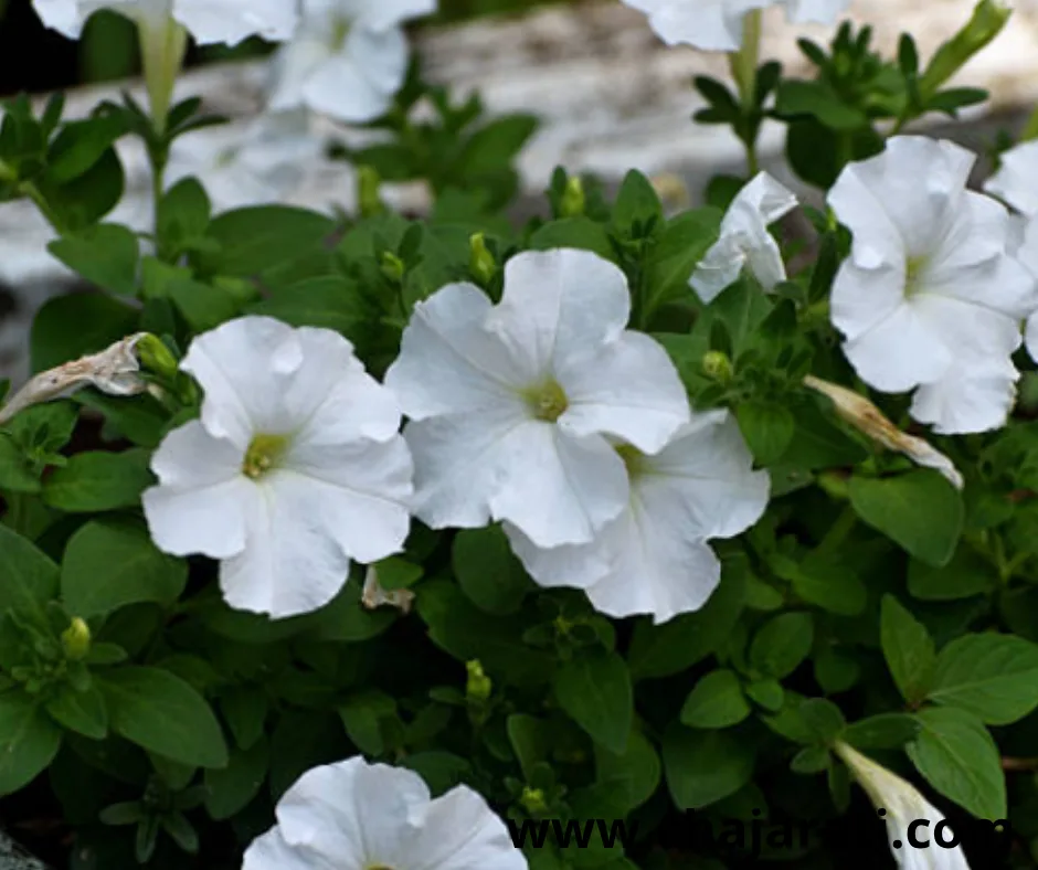 1800  Graines de Pétunia blanc  ( variété blanche) – بذور بيتونيا بيضاء