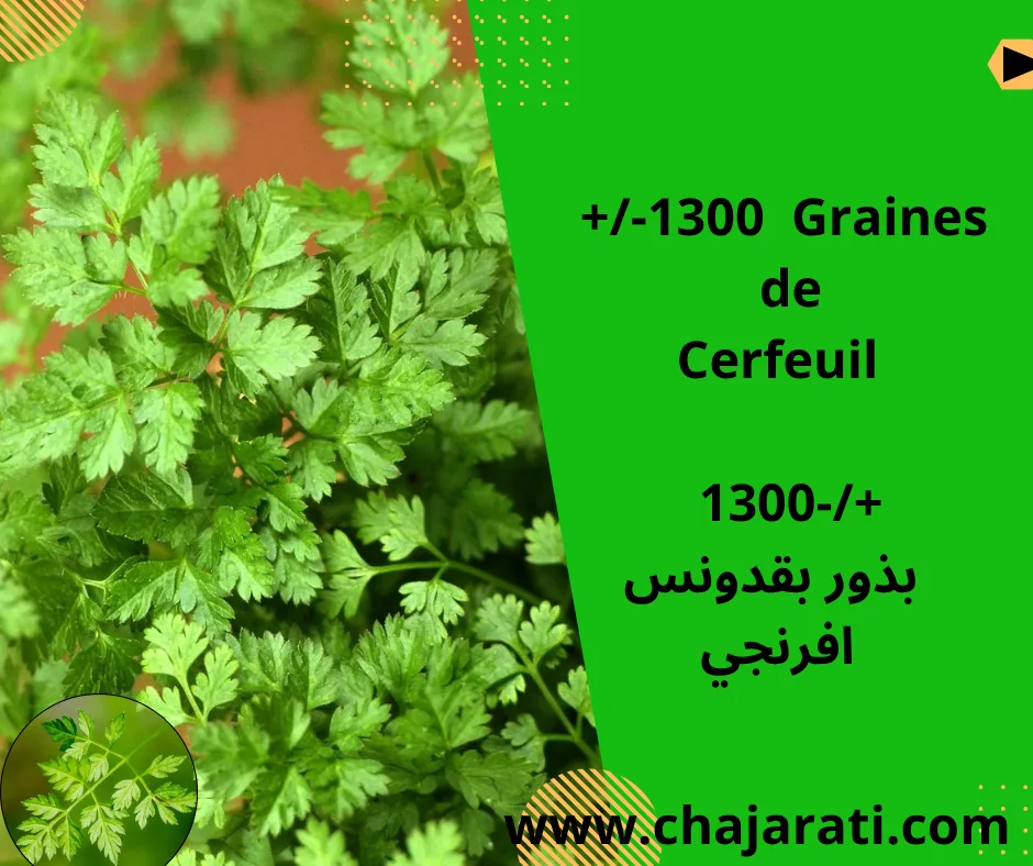 Graines de Cerfeuil – (Anthriscus cerefolium) –   بذور بقدونس إفرنجي