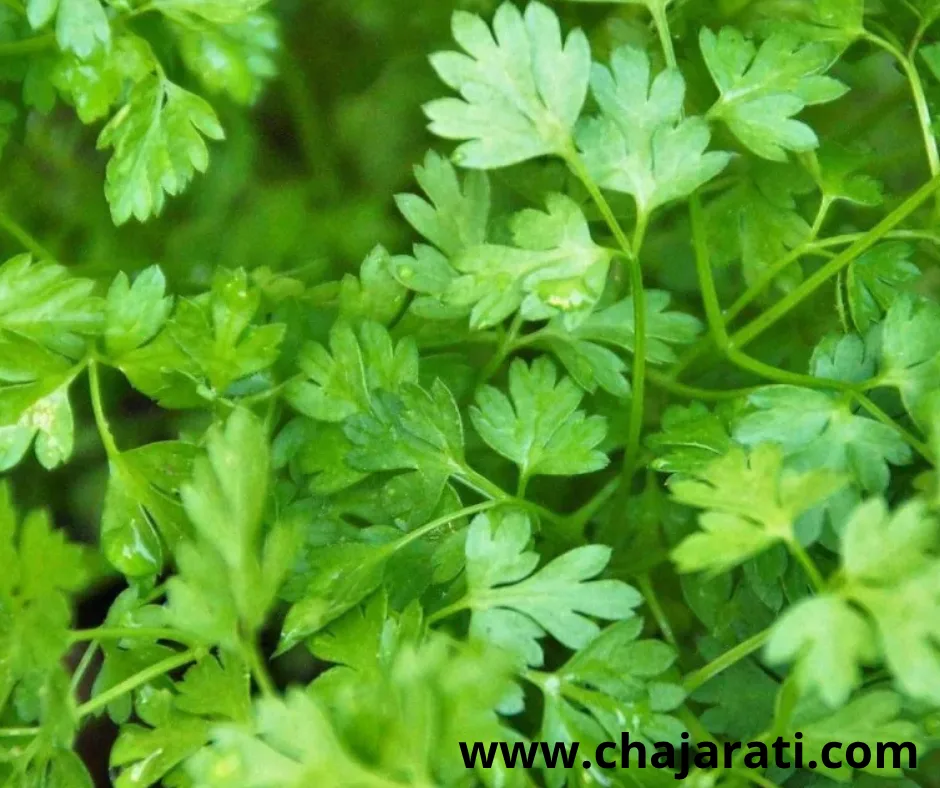Graines de Cerfeuil – (Anthriscus cerefolium) –   بذور بقدونس إفرنجي