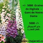 Graines de Digitale (Digitalis purpurea – Gant de Notre-Dame) - بذور الديجيتال (قفاز الثعلب)