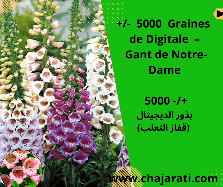 Graines de Digitale  (Digitalis purpurea – Gant de Notre-Dame) – بذور الديجيتال (قفاز الثعلب)