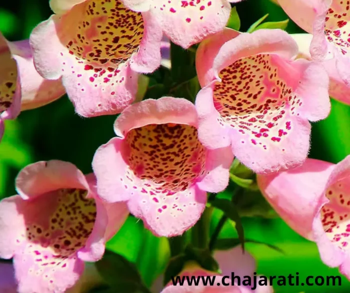 Graines de Digitale (Digitalis purpurea – Gant de Notre-Dame) - بذور الديجيتال (قفاز الثعلب)