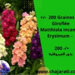 Graines de Giroflée (Matthiola incana / Erysimum – Giroflée parfumée) - بذور الجيروفليه