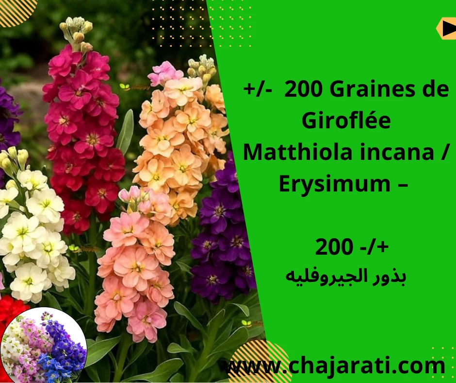 Graines de Giroflée  (Matthiola incana / Erysimum – Giroflée parfumée) – بذور الجيروفليه