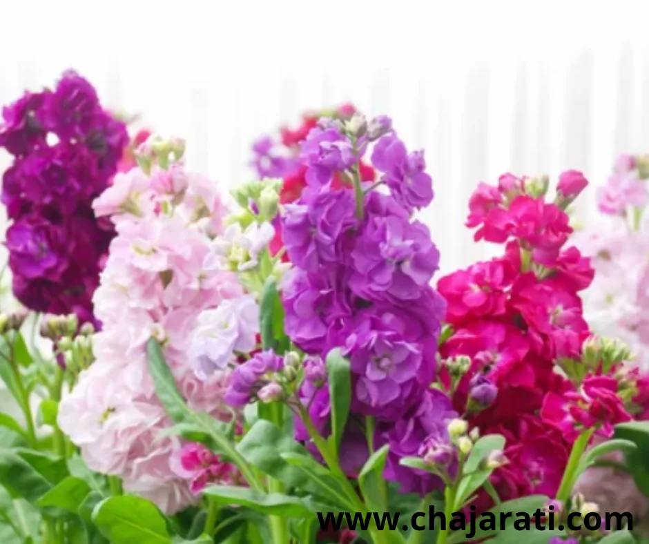 Graines de Giroflée  (Matthiola incana / Erysimum – Giroflée parfumée) – بذور الجيروفليه