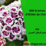 Graines d’Œillet de Chine (Tagetes patula – Rose d’Inde naine) - بذور قرنفل الصين