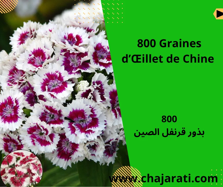 Graines d’Œillet de Chine  (Tagetes patula – Rose d’Inde naine) – بذور قرنفل الصين