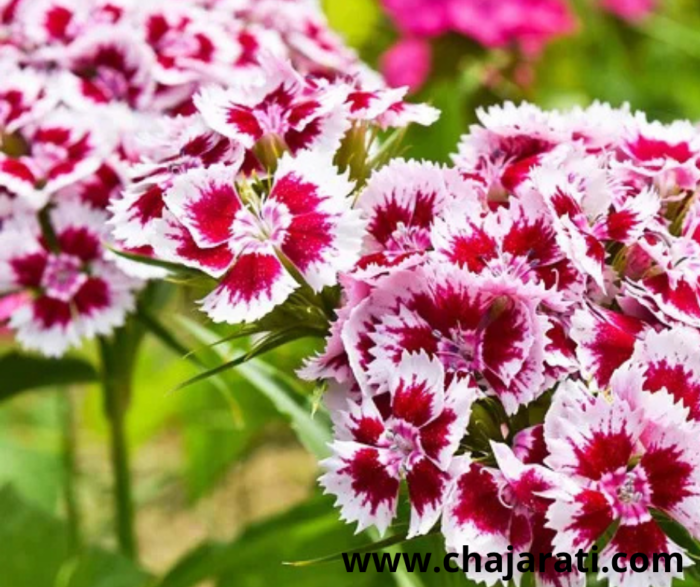 Graines d’Œillet de Chine (Tagetes patula – Rose d’Inde naine) - بذور قرنفل الصين